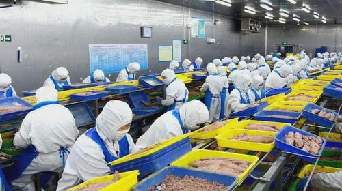 石島創(chuàng)新海洋科技，生物技術助力漁業(yè)產(chǎn)業(yè)鏈增值